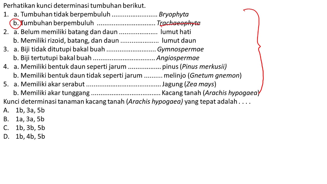 Contoh Soal Kunci Determinasi Hewan  Dan Jawabannya Kunci  