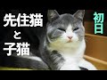 子猫が疲れて寝落ちする様子がかわいい[同居初日]