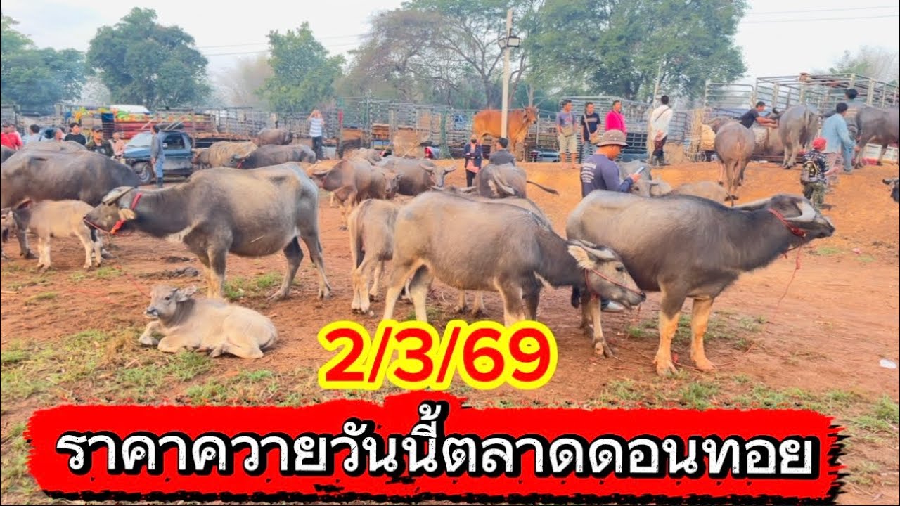 ลุงวิมลพาชมบรรยากาศ ซื้อขายควายตลาดดอนทอย ￼อ.อากาศอำนวย จ.สกลนคร 2/3/69 #ราคาควายวันนี้ 