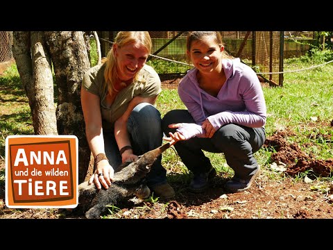 Wie schwer ist der Ameisenbär? | Reportage für Kinder | Anna und die wilden Tiere