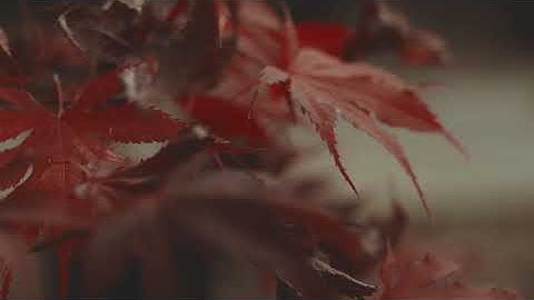 Leaves Moving in the Wind