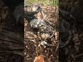 PYTHON ATTACK!