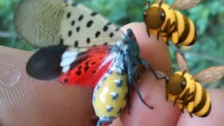 Honeybees getting FAT from Spotted Lanternfly honeydew | Beekeeping in Pennsylvania