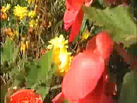 Video: Vernonia Ironweed Pflege in Gärten: Informationen zum Anbau von Ironweed-Pflanzen