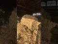 Bedding the cattle shed!