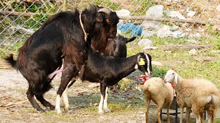 Best goat crossing - Fast Time Crossing Female | Goat Meeting Female | Goat Breeding