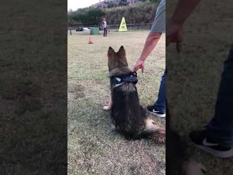 Video: ¿Cuánto cuestan los perros guardianes ddr?