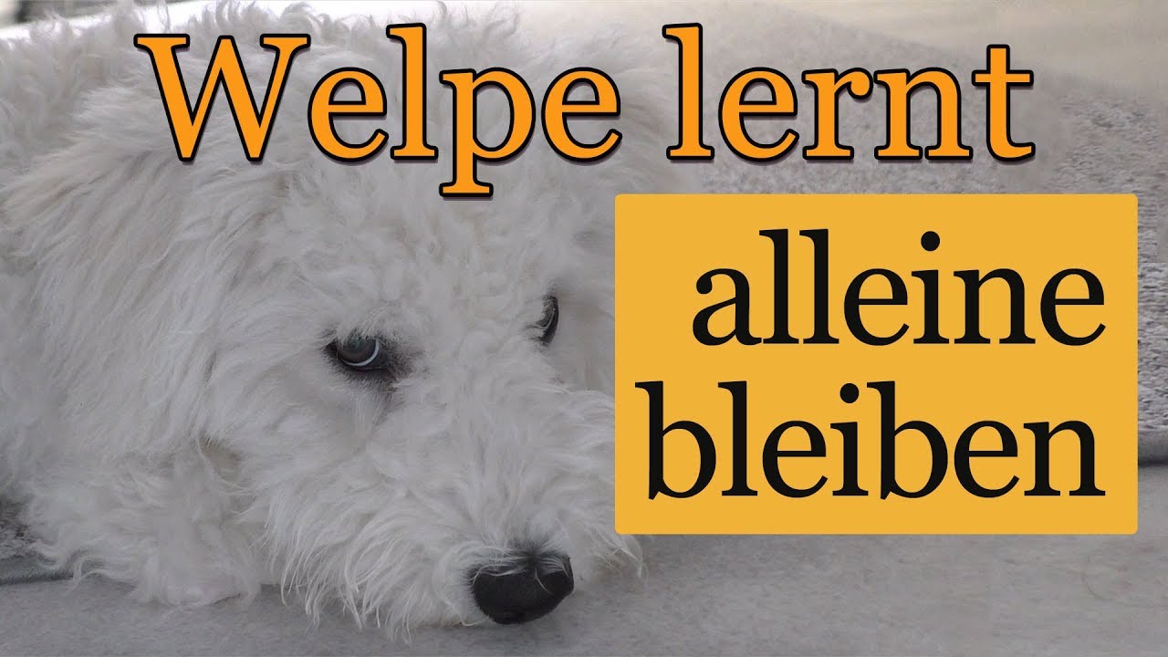 Alleine Bleiben 8 Tipps Damit Dein Welpe Es Schneller Lernt Youtube