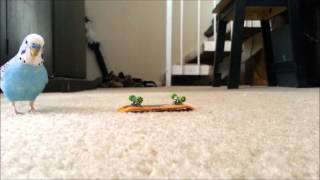 Budgie Bird On His Skateboard