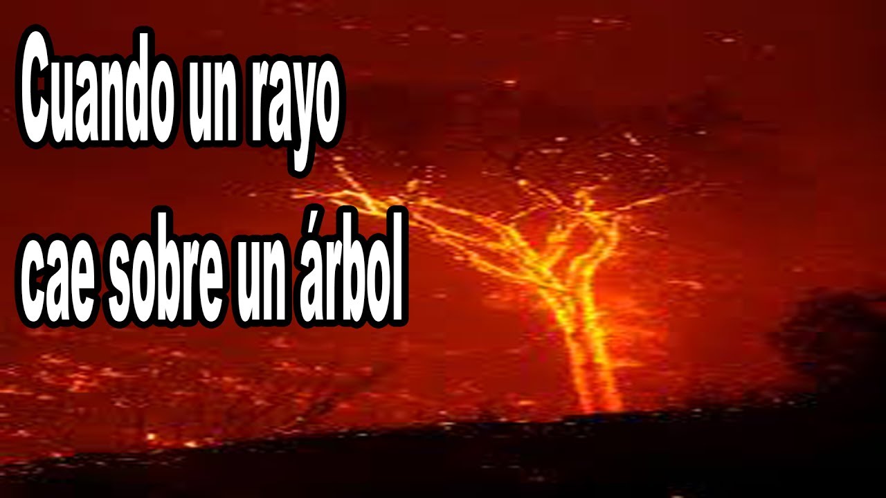 Esto pasa cuando un Rayo cae a un árbol