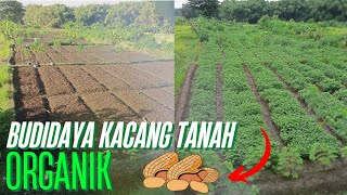 BUDIDAYA KACANG TANAH ORGANIK NON PUPUK