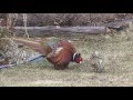 Pheasant Behaviour
