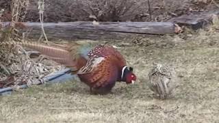 Pheasant Behaviour