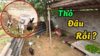 Làm Chuồng Mới Cho Đàn Thỏ Và Đỡ Đẻ Cho Chú Cún | Building a New Cage for the Rabbits