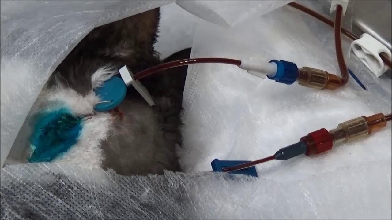 Гемодиализ для кошек. Искусственная почка для животных. Гемодиализ для кошек. Гемодиализ для кошек. Гемодиализ для кошек.