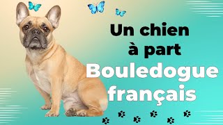 Bouledogue français : le chien parfait pour vous ?
