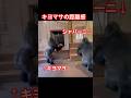 Kiyomasa's sense of distance【東山動物園ゴリラ】 #gorilla #higashiyama