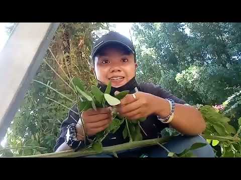 Nangubat ako at pumitas nang dahon sa puno 🥬 (Trip ko lang HAHAHA)