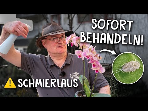 Video: Wie kann man zu Hause Blattläuse auf Orchideen loswerden?