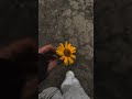 💛🎶💛