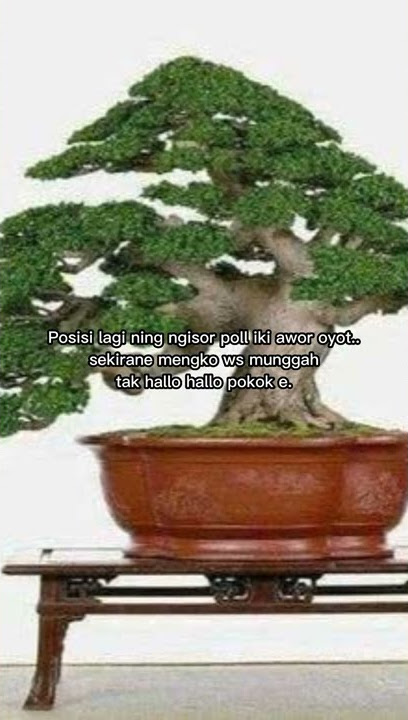 status wa bonsai 2