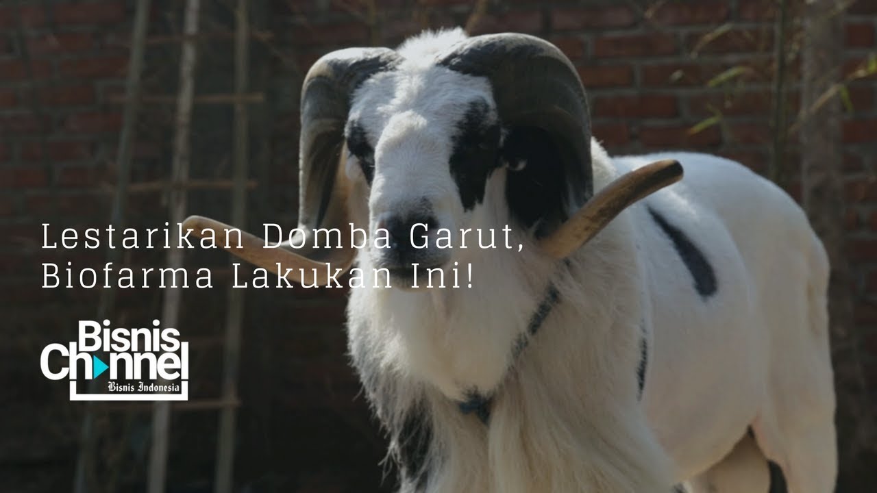 23 Gambar Kartun Domba Garut  Gambar  Kartun 