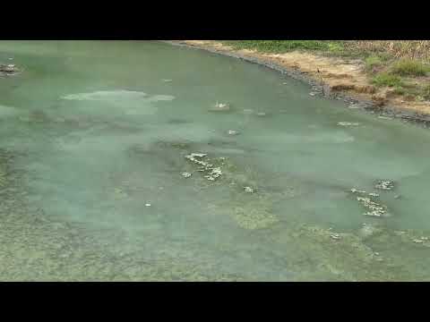 Wave Behavior of Sulfur Mollies in Response to a Bird Predator