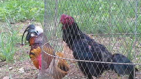 ไก่ต่อที่ถูกเลี้ยงมาแบบปล่อยตามธรรมชาติจะมีความโดดเด่นในตัว(Qaib dib cuab tuaj zoo)