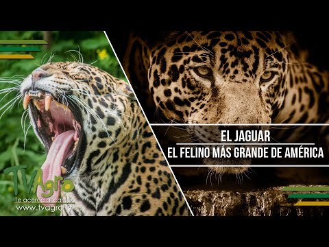Video: ¿Cuántos tipos de Jaguar D quedan?