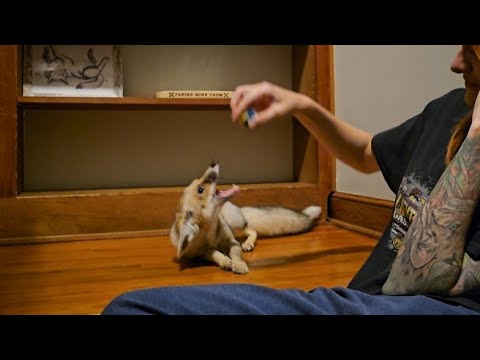 Sand fox talks!