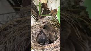 Baby Birds Are Sleepingmother Bird Is Getting Angry Upon Me