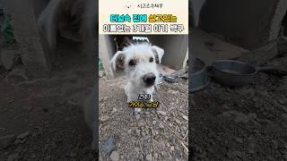 척박한 시멘트 터널에 사는 3개월 삽살개 믹스견 백구 #강아지 #반려견 #shorts  #trending