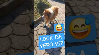 COLLIE ALLA MODA / PRIMA PASSEGGIATA CON LE SCARPETTE
