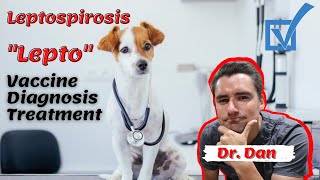 Leptospirosis in the dog.  Lepto vaccine, symptoms of the disease, and treatment.