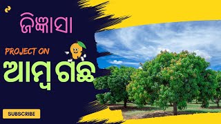 Jigyasa ଆମବ ଗଛ Aamba Gacha Jingyasa Project 2024-25 Mango Tree