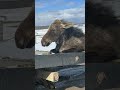 Using a Tow Truck to Save a Moose Trapped in Ice! 🦌❄️