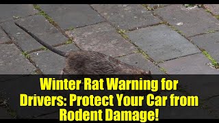 Winter Rat Warning for Drivers: Protect Your Car from Rodent Damage!