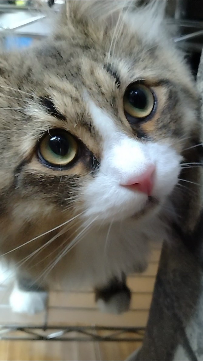 shorts #cat #ねこ #猫 - YouTube