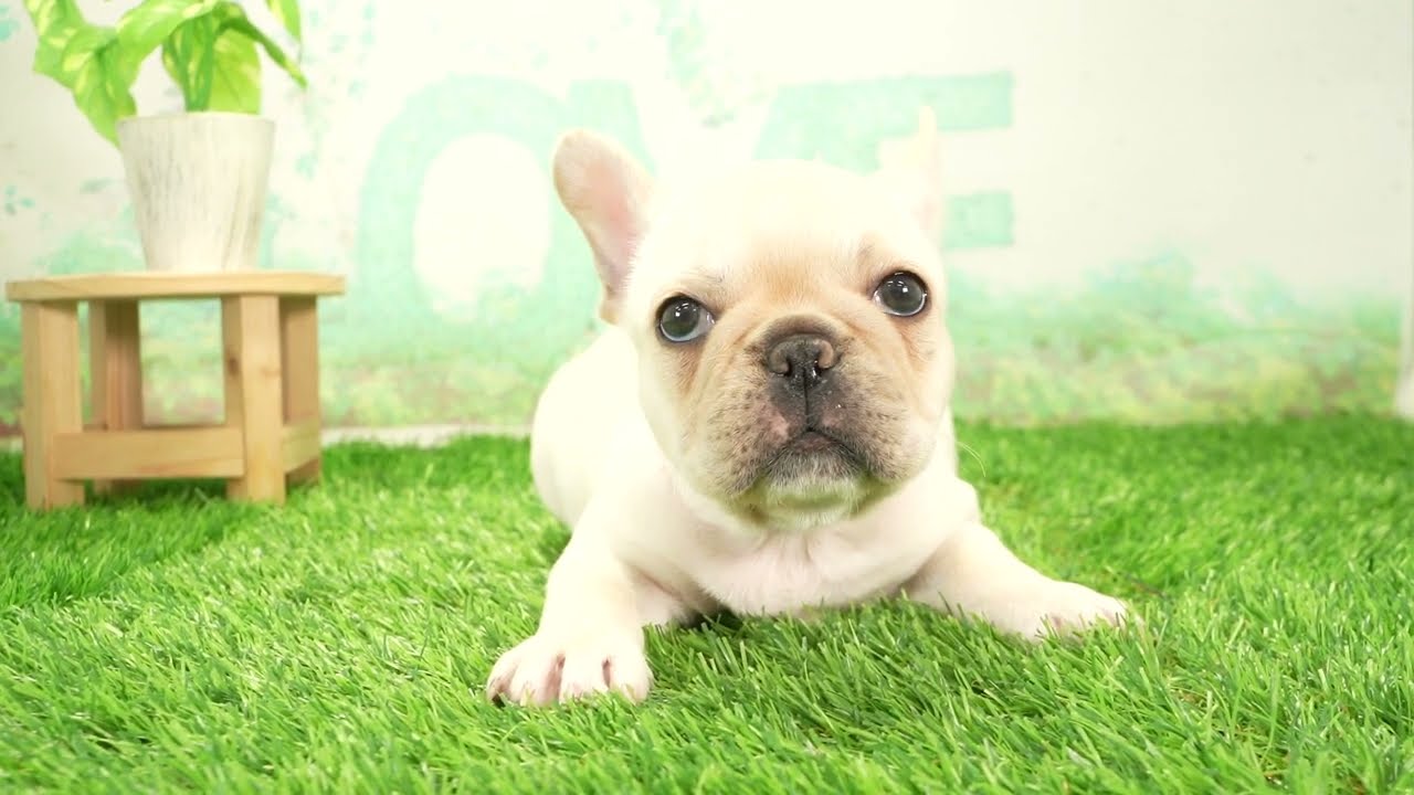 ペットショップcoo&riku No.00740691 フレンチブルドッグ - YouTube