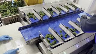 ForageGirls Fiddleheads - SelectMaster Automatic