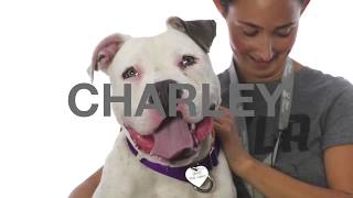 Adopt Charley at NKLA