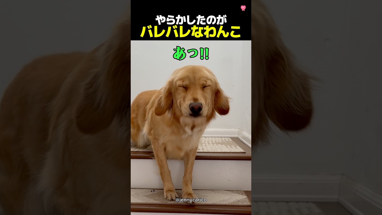 悪いことすると顔に出ちゃうわんこ