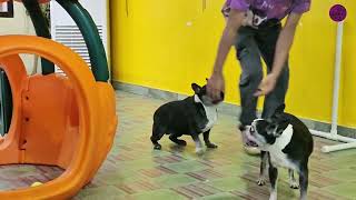 Orca & Panda  | Indoor Fun Playtime | French Bulldog & Boston Terrier Holidays