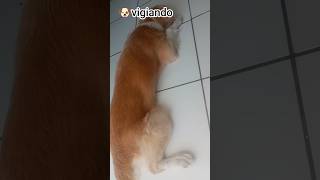 #fofinho #animal #viral 🐶✨