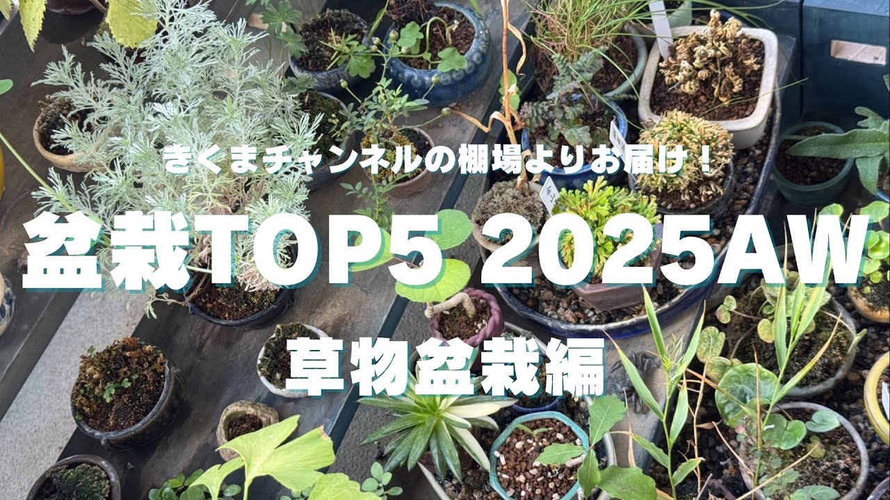 片山園芸 M 25キロ　5月5日 きくまチャンネル的盆栽TOP5！2025AW(秋冬)【草物盆栽編】 - YouTube