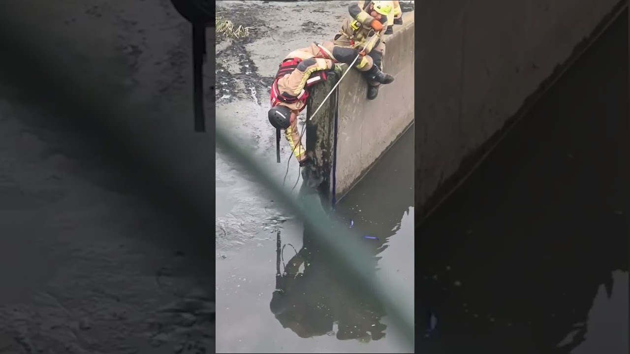 Firefighters Save Dog From Sewage Waste!