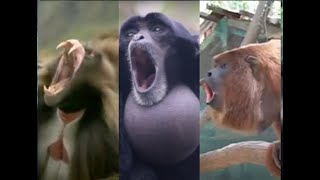 Monkey Symphony: An Incredible Compilation of Screaming Primates and Monkeys