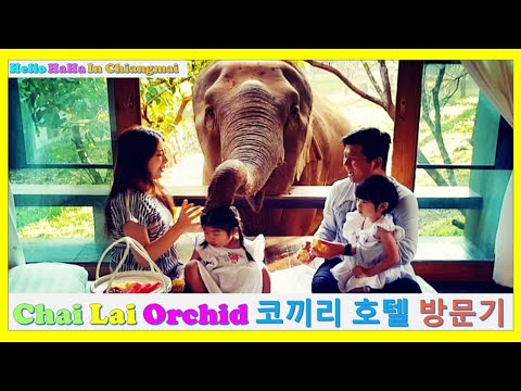 [Hello HaHa in Chiangmai] Chai Lai Orchid Hotel 태국 치앙마이 코끼리 호텔숙박기