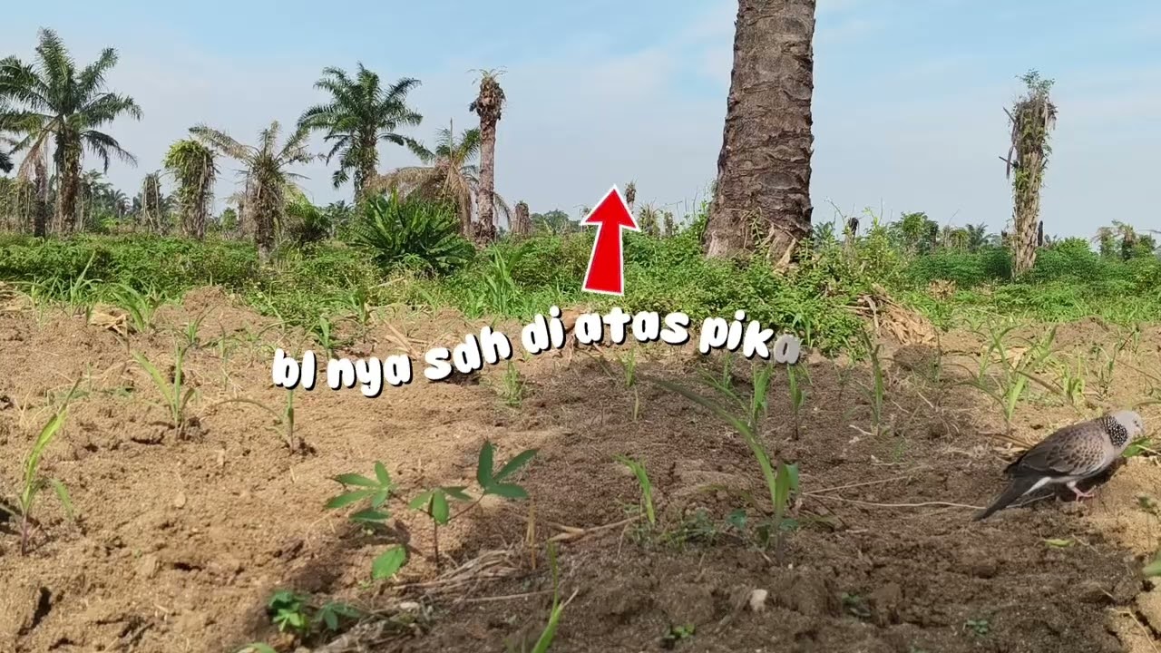 BL tekukur suara full besar 16 - 01 - 2026, 