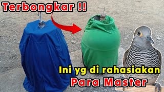 Terbongkar sudah!! Cara bikin perkutut cepat gacor yang di rahasiakan para master